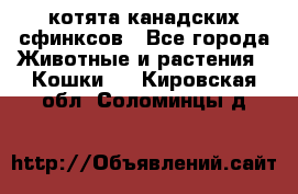 котята канадских сфинксов - Все города Животные и растения » Кошки   . Кировская обл.,Соломинцы д.